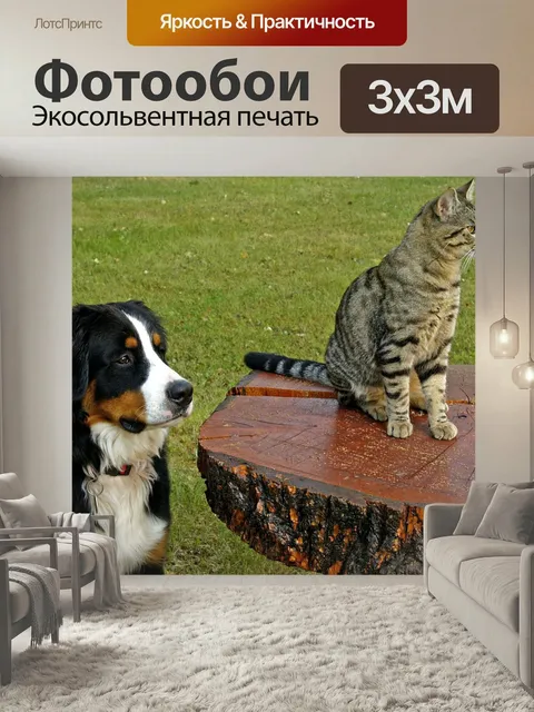 Фотообои Бернский зенненхунд, собачий, полосатый