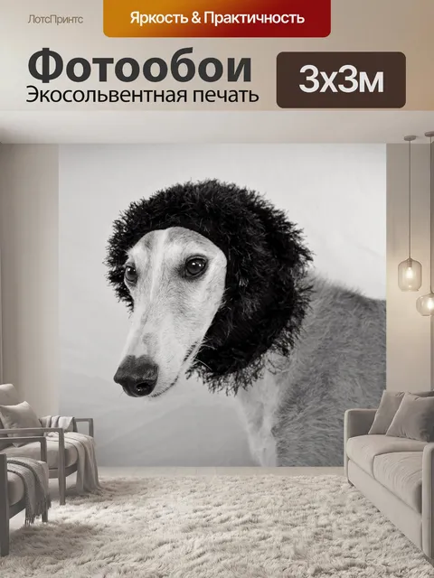 Фотообои Собака, посмотреть, борзая