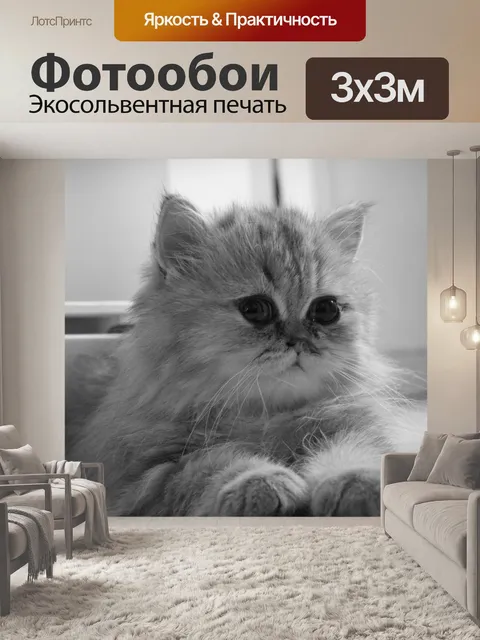 Фотообои Котенок, персидская шиншила, персидский золотой