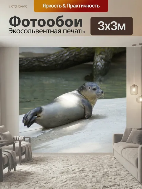 Фотообои Тюлень, ложь, комфортный