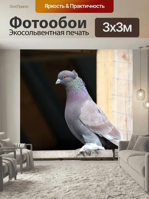 Фотообои Голубь, домашний голубь, птица