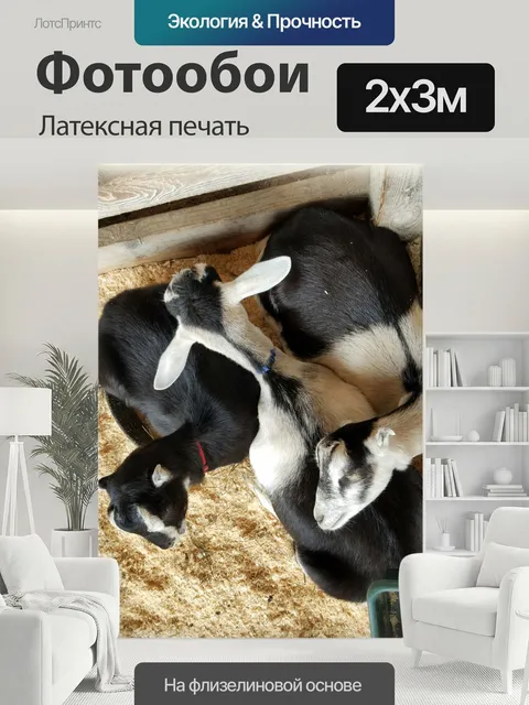 200 × 300 см · Латексная печать