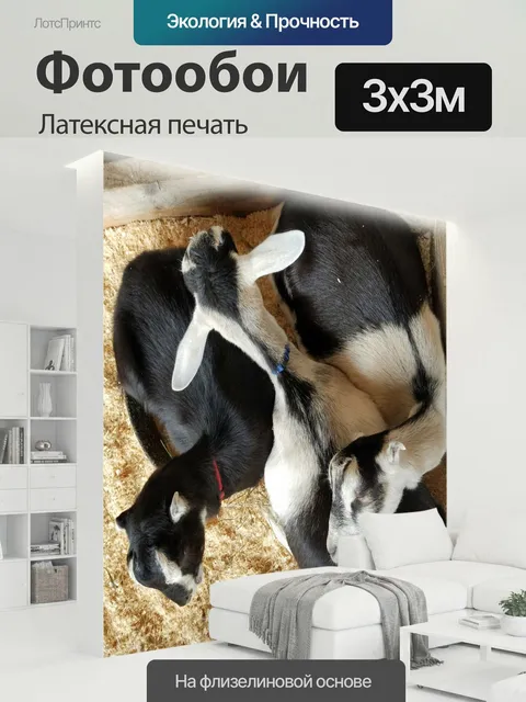 300 × 300 см · Латексная печать