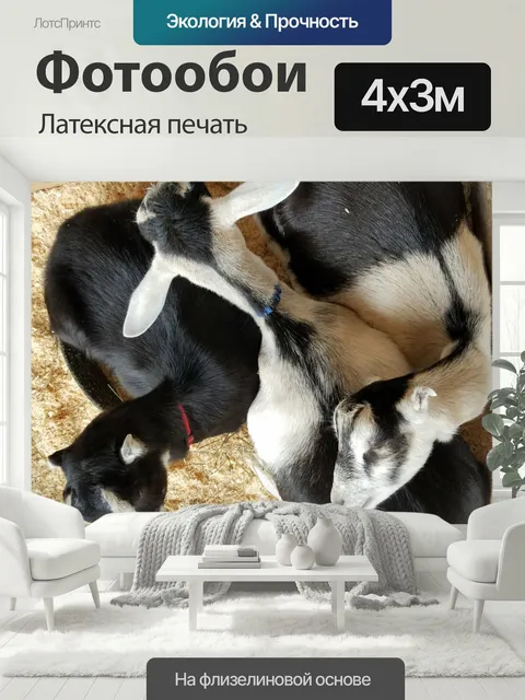 400 × 300 см · Латексная печать