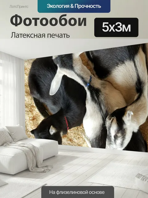 500 × 300 см · Латексная печать