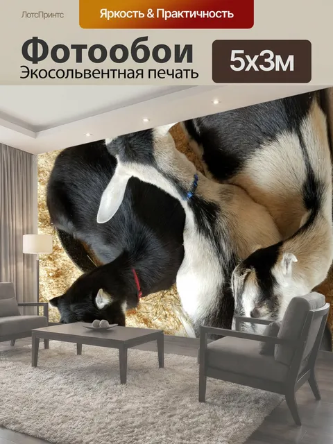 Фотообои Спящий Козы Глядя вниз на черно-белых коз ютились спать козы черный белый фермы сон животные