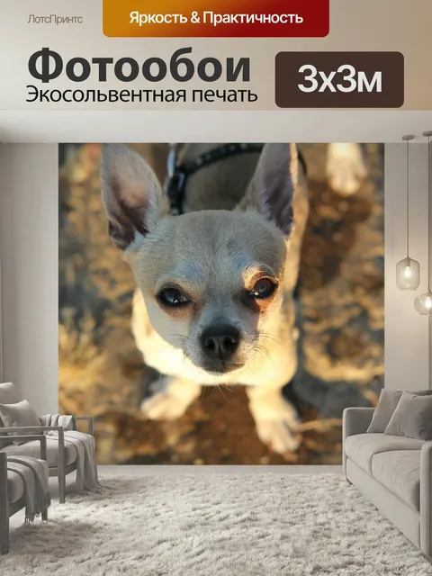 Фотообои Чихуахуа, собака, маленькая собака
