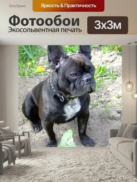 Фотообои Французский бульдог, собака, собачка