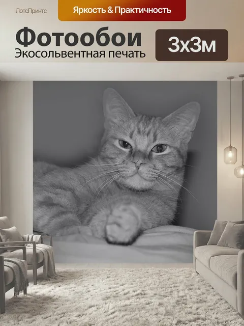 Фотообои Кот, красивая, котенок