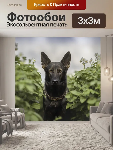 Фотообои Немецкая овчарка, собака, голова