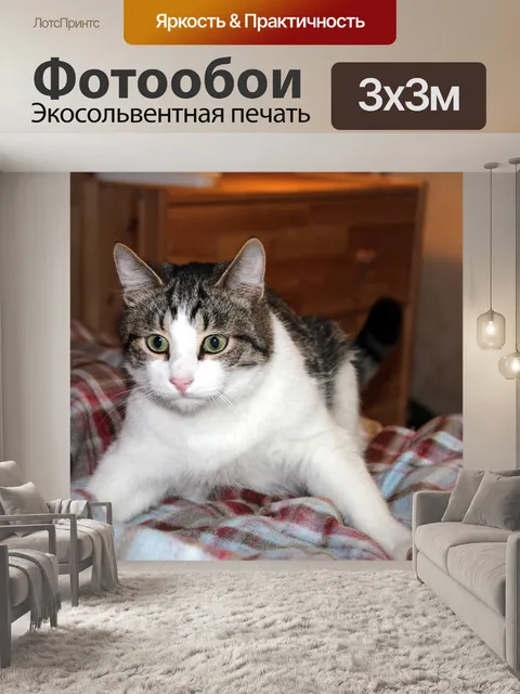 Фотообои Кот, котенок, кошка
