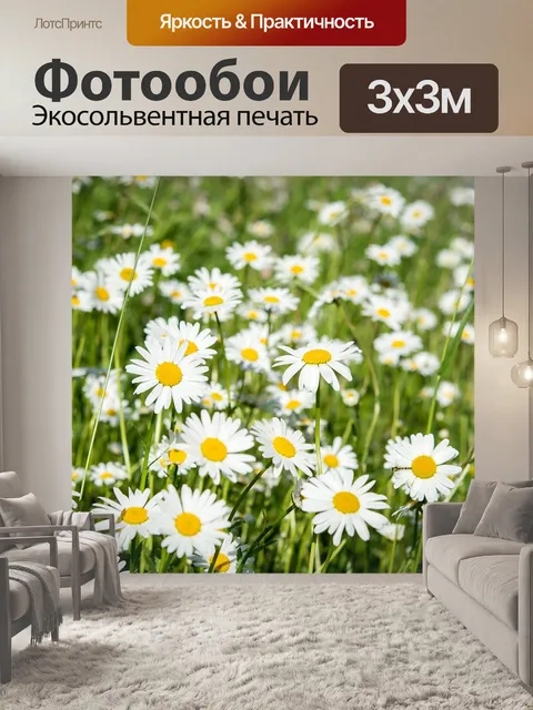 Фотообои Ромашки, луговые ромашки, луговые цветы