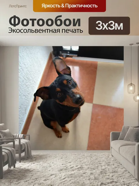 Фотообои Немецкий пинчер, собака, маленьких собак