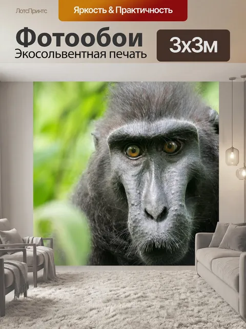 Фотообои Знаменитости хохлатая макака, обезьяна, tangkoko заповедник