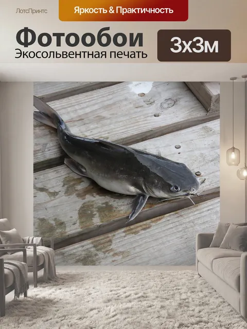 Фотообои Сом, ловит рыбу, рыбы