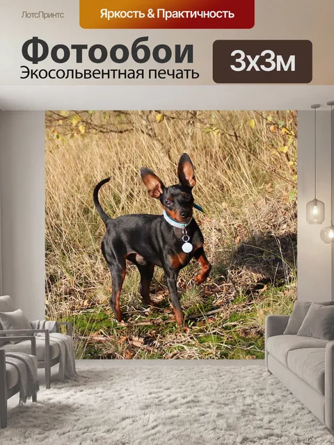 Фотообои Собака, миниатюрный пинчер, переспинчер