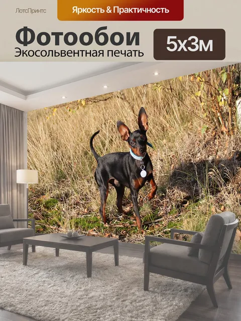 Фотообои Собака, миниатюрный пинчер, переспинчер