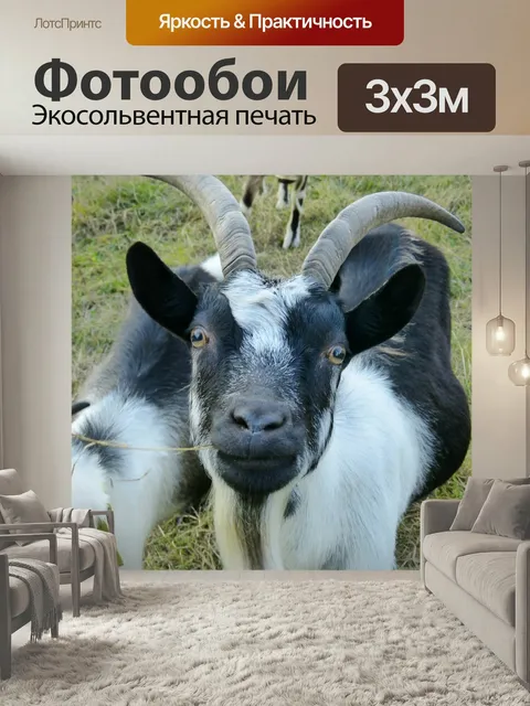 Фотообои Козел, млекопитающее, пара копытных