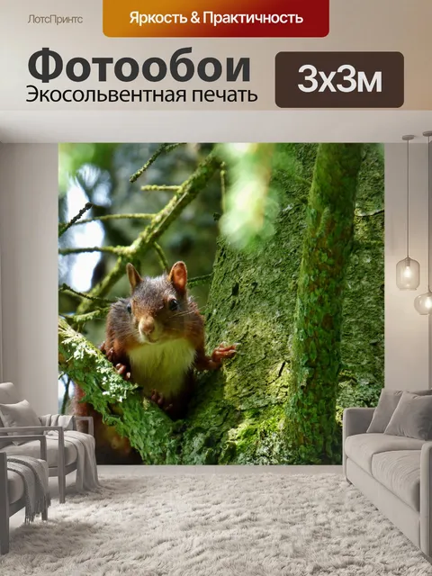 Фотообои Белка, дерево, лес