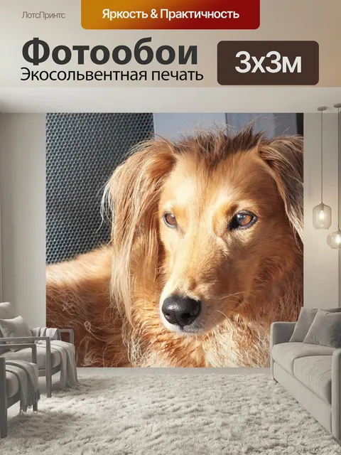Фотообои Собаки, гибрида, салюки