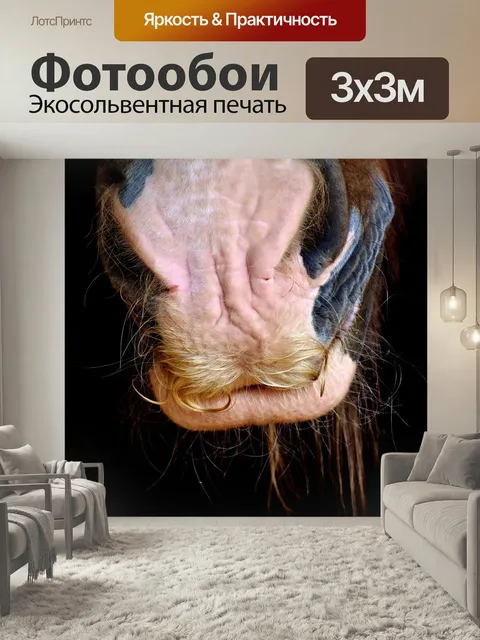 Фотообои Лошадь морда, шайрская лошадь, ноздря