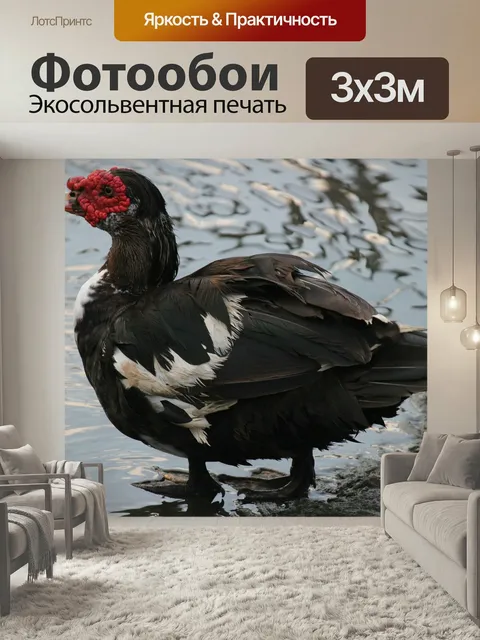 Фотообои Утка, кряква, дикая природа