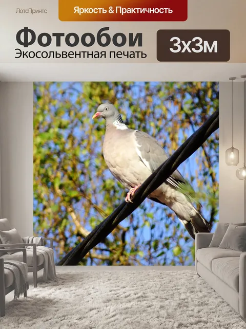 Фотообои Голубь, лесной голубь, птица