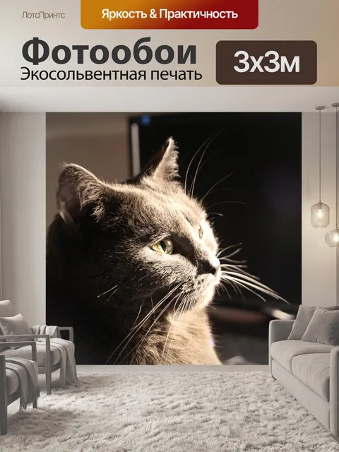 Фотообои Шартреза, кот, животные