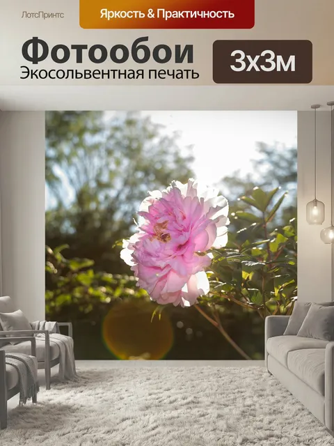 Фотообои Кустарник, пион, солнце