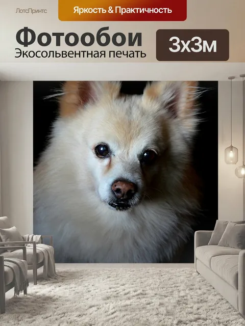 Фотообои Собака, домашний питомец, собачий