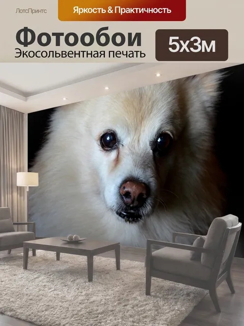 Фотообои Собака, домашний питомец, собачий