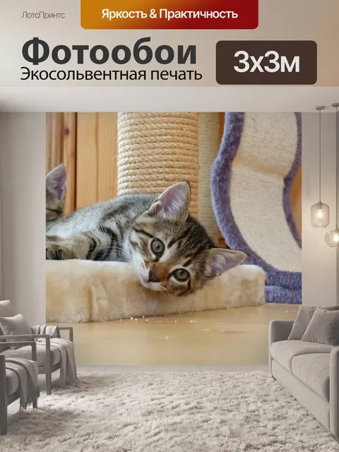 Фотообои Домашнее животное, котенок, молодой кот