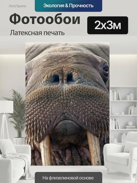 200 × 300 см · Латексная печать