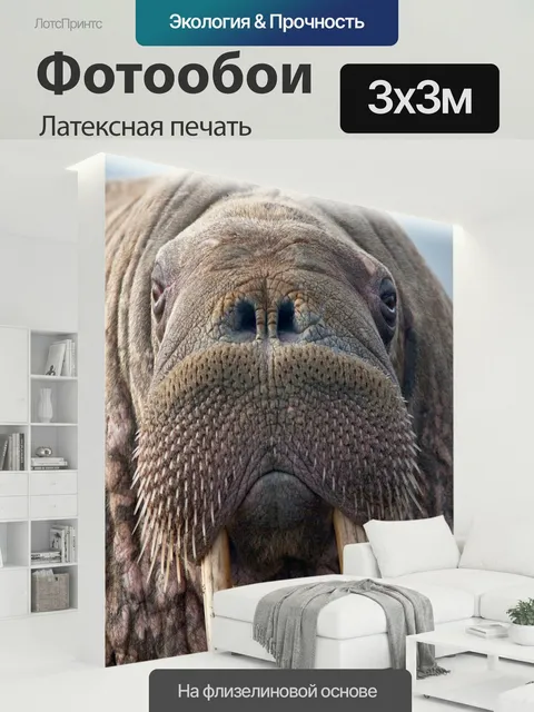 300 × 300 см · Латексная печать