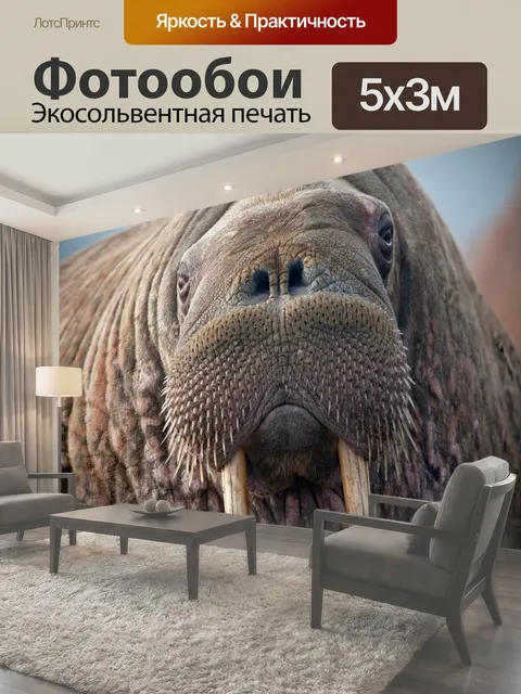 Фотообои Морж Лицо моржа в деталях крупным планом