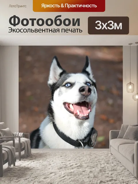 Фотообои Сибирский хаски, хаски, собака