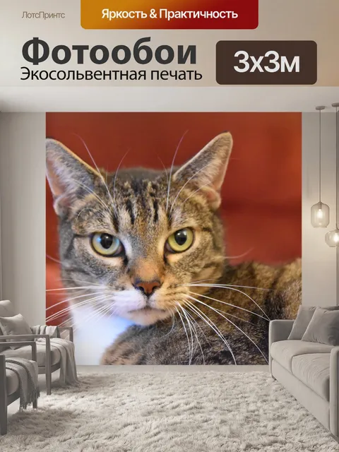 Фотообои Кошка, feline, кошки