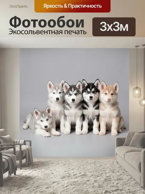 Фотообои Щенки хаски на сером фоне