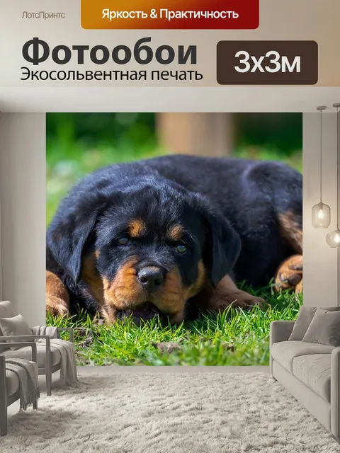 Фотообои Щенок, ротвейлер, собака