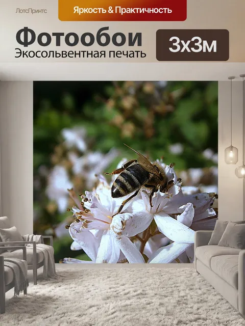 Фотообои Пчела, пчелы, насекомые