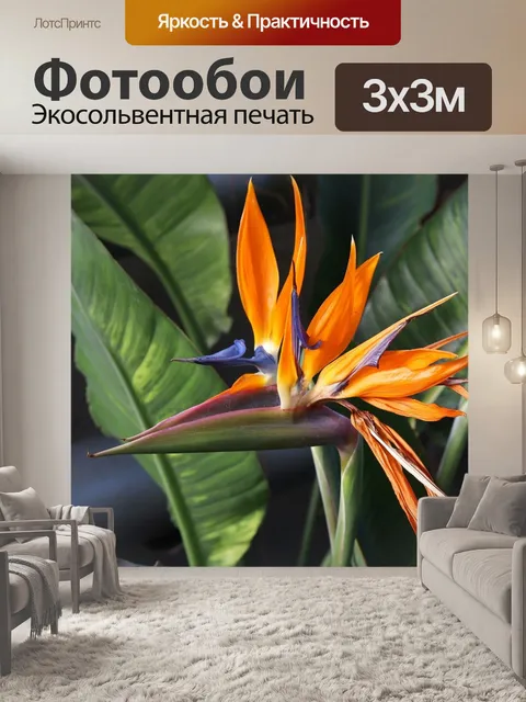 Фотообои Стрелиция, яркий цветок, цветок
