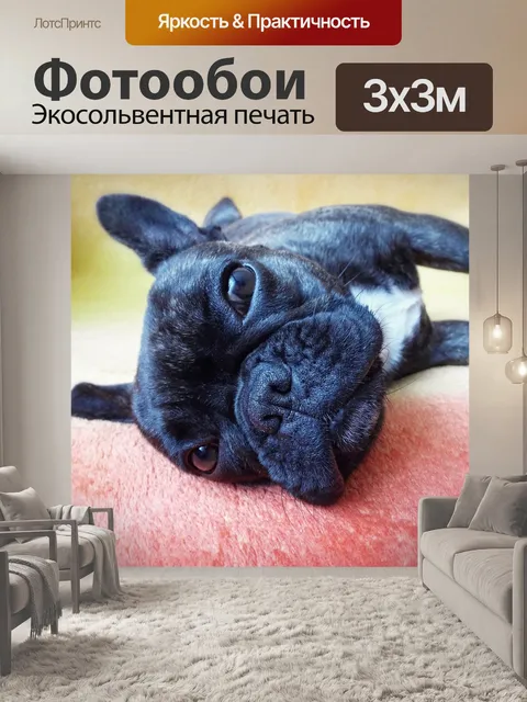 Фотообои Собака, французский бульдог, усталость
