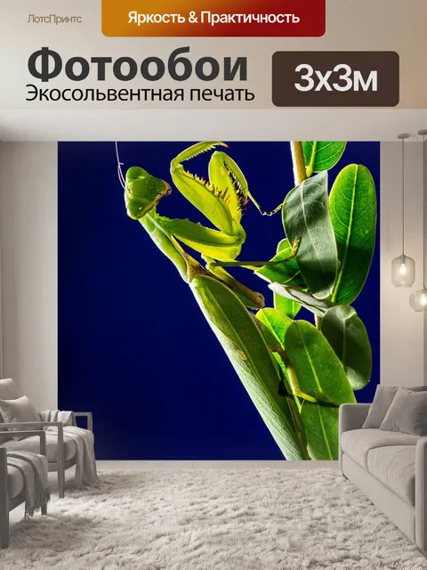 Фотообои Богомол, ловля насекомых, mantis religiosa