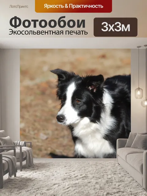 Фотообои Бордер-колли, собака, домашний питомец