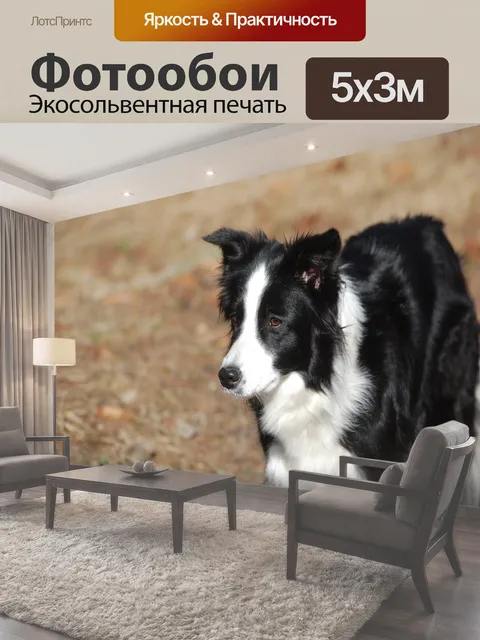 Фотообои Бордер-колли, собака, домашний питомец