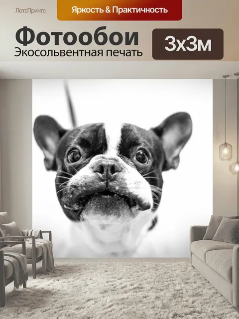 Фотообои Собака, французский бульдог, бульдог