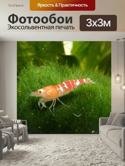 Фотообои Креветка, моховой шар, аквариум