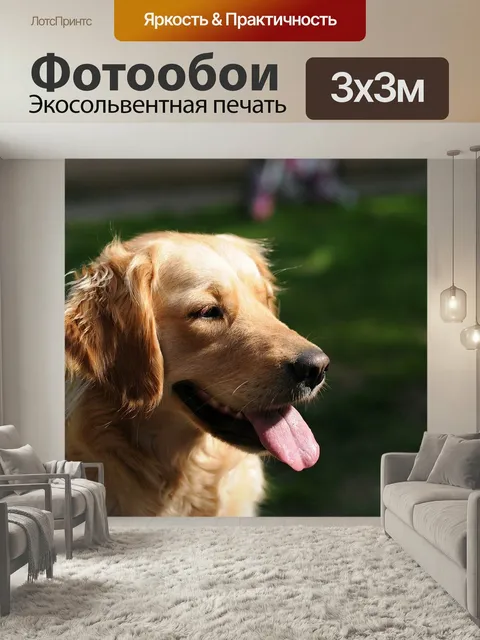 Фотообои Золотистый ретривер, собака, счастливый