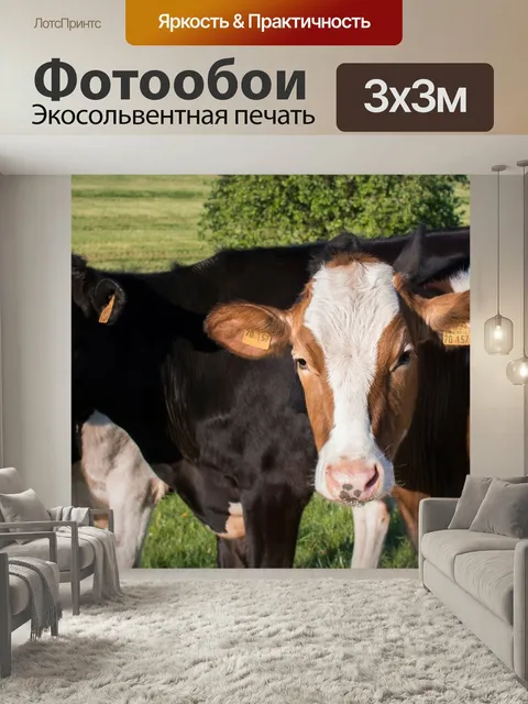 Фотообои Коровы, молочных коров, бычий