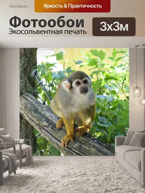 Фотообои Обезьяна, монах, игрунка